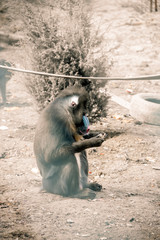 Mandril monkey at the zoo living in horrible conditions