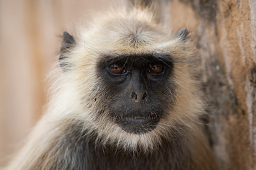 Gray langurs, sacred langurs, Indian langurs or Hanuman langurs, Old World monkeys portrait native to the Indian subcontinent constituting the entirety of the genus Semnopithecus at Ranthambore 
