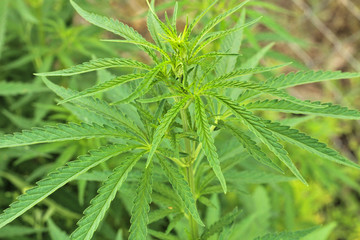 Close-up beautiful of Cannabis isolated background. Marijuana leaves plant growing top view.