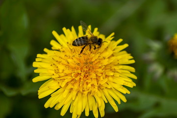 Dandelion in springtime at Plana mountain, Bulgaria