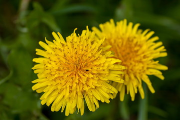 Dandelion in springtime at Plana mountain, Bulgaria