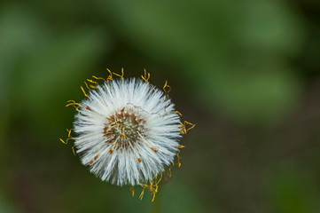 Dandelion in springtime at Plana mountain, Bulgaria