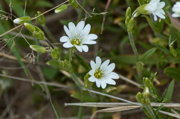 Chick weed (Stellaria holostea) at Plana mountain Bulgaria