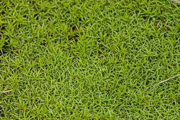 Germ of plants in Plana mountain Bulgaria