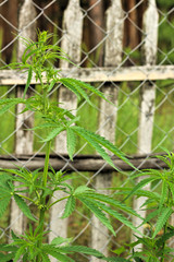 Close-up leaves of marijuana grow through chain-link fence. Ganja bushes behind the mesh.