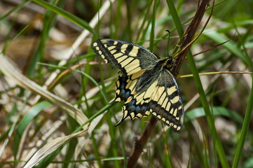 Butterfly (Rhopalocera) at Plana mountain Bulgaria