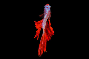 Obraz premium Rhythmic of Betta fish, siamese fighting fish betta splendens (Halfmoon red isolated on black background.
