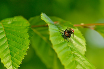 Fliegen in der Abendsonne