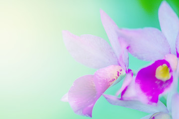 Beautiful purple Orchid flowers in tropical garden.