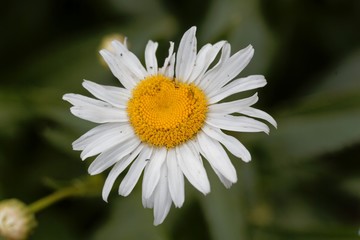 Fototapeta premium Flower of a max chrysanthemum, Leucanthemum maximum