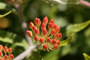 Butterfly weed, Asclepias tuberosa
