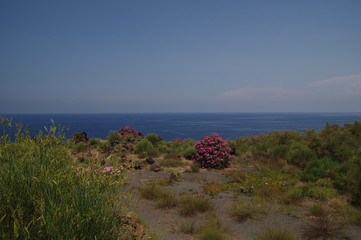 Oleander auf Vulkano