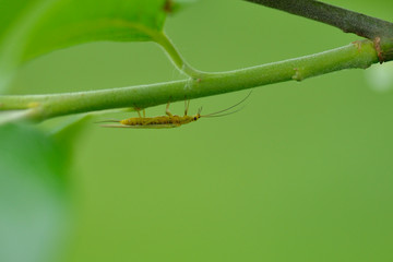 Florfliege an einem Ast
