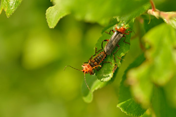 Gemeiner Weichkäfer (Cantharis fusca) bei der Paarung