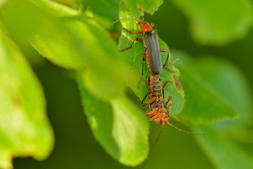Gemeiner Weichkäfer (Cantharis fusca) bei der Paarung