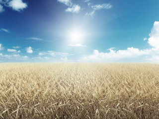 Wheat field in sunny day 3d render