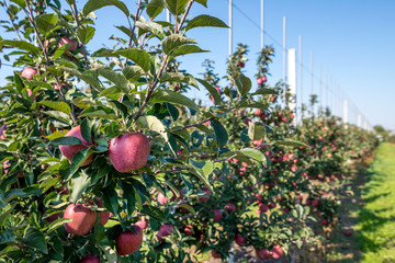 Apple orchard during apple harvesting