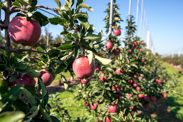 Apple orchard during apple harvesting