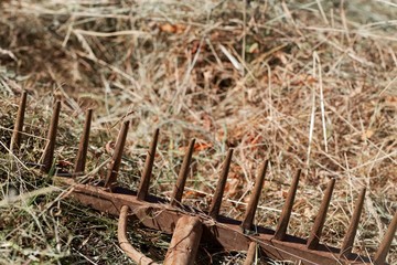 Old style rake in fresh mowed hay.