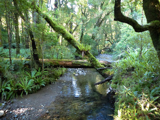 Obraz premium beautiful river in a forest