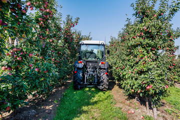 Tractor between rows in apple orchard. Apple orchard during apple harvesting
