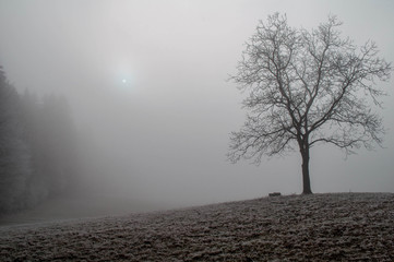 Nebel hinterm Baum