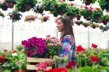 Female florist working in greenhouse garden center. An attractive employee holding crate full of potted flowers arranging them for sale.