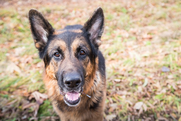 Dog German Shepherd outdoors in an autumn