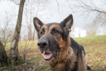 Dog German Shepherd outdoors in an autumn