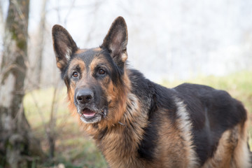 Dog German Shepherd outdoors in an autumn