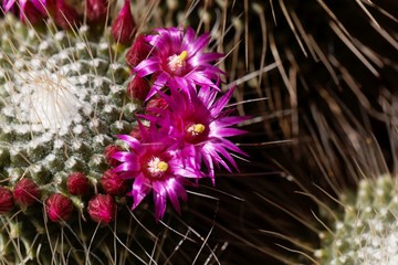 Flowers of a spiny pincushion cactus, Mammillaria spinosissima