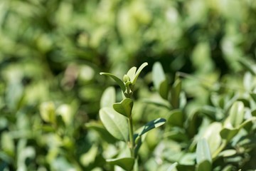Leaves of a common box bush, Buxus sempervirens.
