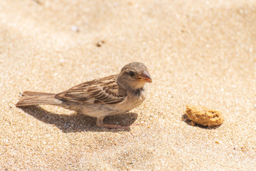 Little bird on the sand watching for food