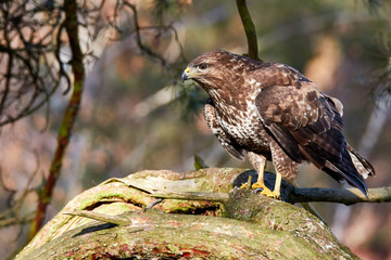 Bussard steht auf einem dicken Ast einer Kiefer und späht nach Beute