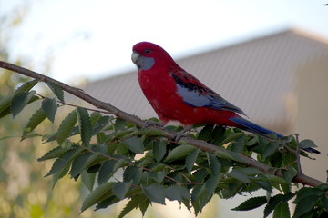 Crimson rosella in a tree
