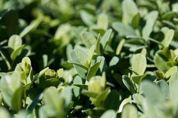 Leaves of a common box bush, Buxus sempervirens.