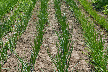 Fototapeta na wymiar green leaves of onions growing in the ground