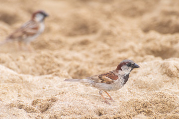 House sparrow birds on the beach