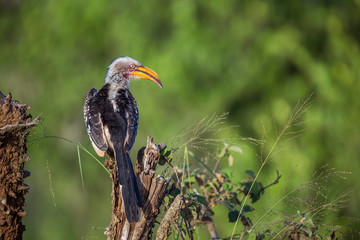 Fototapeta premium Southern yellow billed hornbill perched in rear view in Kruger National park, South Africa ; Specie Tockus leucomelas family of Bucerotidae