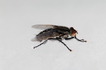 Macro photo of a common flesh fly, Sarcophaga carnaria