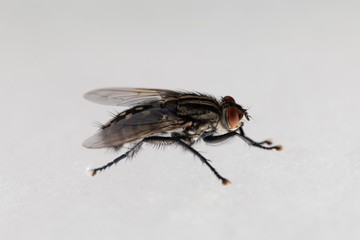 Macro photo of a common flesh fly, Sarcophaga carnaria