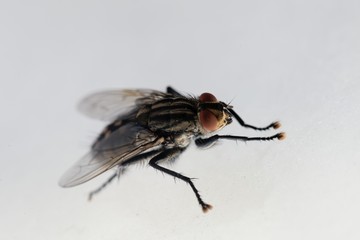 Macro photo of a common flesh fly, Sarcophaga carnaria