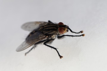 Macro photo of a common flesh fly, Sarcophaga carnaria
