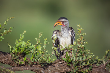 Southern yellow billed hornbill in shrub front view in Kruger National park, South Africa ; Specie Tockus leucomelas family of Bucerotidae