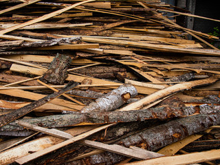 pruning of trees on processing