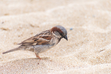 House sparrow bird on the beach