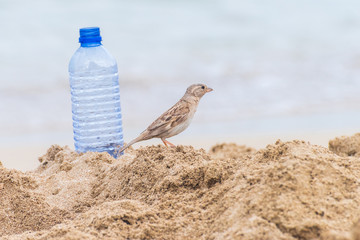 House sparrow bird on the beach near a thrown bottle