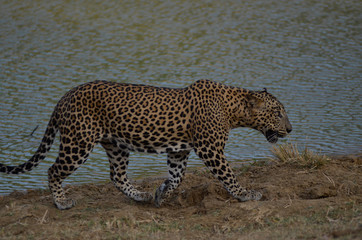 Sri Lankan Leopard