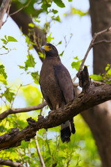Crested serpent eagle, Spilornis cheela, Jim Corbett National Park, Nainital District, Uttarakhand, India