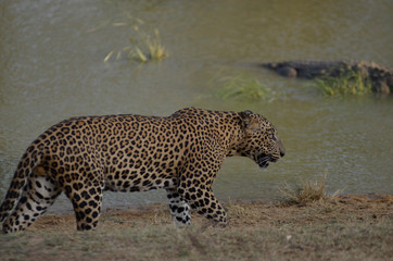 Sri Lankan Leopard